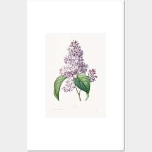 Lilac by Pierre-Joseph Redouté (1759–1840) Posters and Art